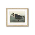 Picture of Vintage Scoter Duck _GroupedProduct_Rectangle_Landscape_Framed_Matted_