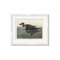 Picture of Vintage Scoter Duck _GroupedProduct_Rectangle_Landscape_Framed_Matted_