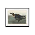 Picture of Vintage Scoter Duck _GroupedProduct_Rectangle_Landscape_Framed_Matted_