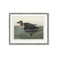 Picture of Vintage Scoter Duck _GroupedProduct_Rectangle_Landscape_Framed_Matted_