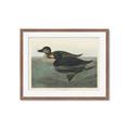 Picture of Vintage Scoter Duck _GroupedProduct_Rectangle_Landscape_Framed_Matted_