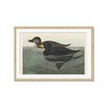 Picture of Vintage Scoter Duck _GroupedProduct_Rectangle_Landscape_Framed_Matted_