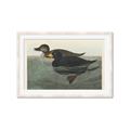 Picture of Vintage Scoter Duck _GroupedProduct_Rectangle_Landscape_Framed_Matted_