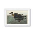 Picture of Vintage Scoter Duck _GroupedProduct_Rectangle_Landscape_Framed_Matted_