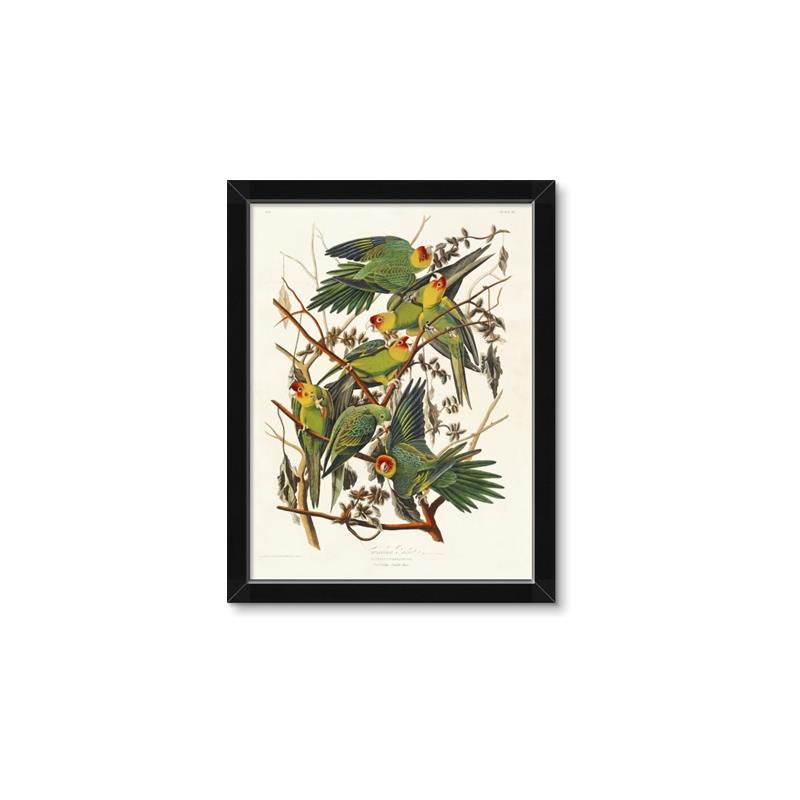 Picture of Vintage Carolina Parrot _GroupedProduct_Rectangle_Portrait_Framed_Matted_