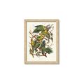 Picture of Vintage Carolina Parrot _GroupedProduct_Rectangle_Portrait_Framed_Matted_
