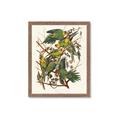 Picture of Vintage Carolina Parrot _GroupedProduct_Rectangle_Portrait_Framed_Matted_