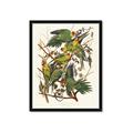 Picture of Vintage Carolina Parrot _GroupedProduct_Rectangle_Portrait_Framed_Matted_