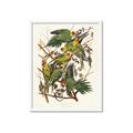 Picture of Vintage Carolina Parrot _GroupedProduct_Rectangle_Portrait_Framed_Matted_