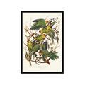 Picture of Vintage Carolina Parrot _GroupedProduct_Rectangle_Portrait_Framed_Matted_