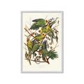 Picture of Vintage Carolina Parrot _GroupedProduct_Rectangle_Portrait_Framed_Matted_