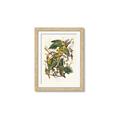 Picture of Vintage Carolina Parrot _GroupedProduct_Rectangle_Portrait_Framed_Matted_