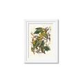 Picture of Vintage Carolina Parrot _GroupedProduct_Rectangle_Portrait_Framed_Matted_