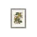 Picture of Vintage Carolina Parrot _GroupedProduct_Rectangle_Portrait_Framed_Matted_