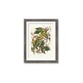 Picture of Vintage Carolina Parrot _GroupedProduct_Rectangle_Portrait_Framed_Matted_
