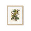 Picture of Vintage Carolina Parrot _GroupedProduct_Rectangle_Portrait_Framed_Matted_