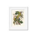 Picture of Vintage Carolina Parrot _GroupedProduct_Rectangle_Portrait_Framed_Matted_