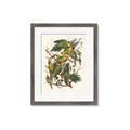Picture of Vintage Carolina Parrot _GroupedProduct_Rectangle_Portrait_Framed_Matted_