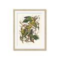 Picture of Vintage Carolina Parrot _GroupedProduct_Rectangle_Portrait_Framed_Matted_