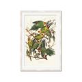 Picture of Vintage Carolina Parrot _GroupedProduct_Rectangle_Portrait_Framed_Matted_
