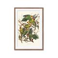Picture of Vintage Carolina Parrot _GroupedProduct_Rectangle_Portrait_Framed_Matted_