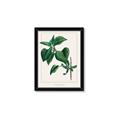 Picture of Nostalgic Green Lilac Leaves _GroupedProduct_Rectangle_Portrait_Framed_Matted_