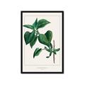 Picture of Nostalgic Green Lilac Leaves _GroupedProduct_Rectangle_Portrait_Framed_Matted_