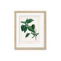 Picture of Nostalgic Green Lilac Leaves _GroupedProduct_Rectangle_Portrait_Framed_Matted_
