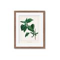 Picture of Nostalgic Green Lilac Leaves _GroupedProduct_Rectangle_Portrait_Framed_Matted_