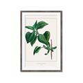 Picture of Nostalgic Green Lilac Leaves _GroupedProduct_Rectangle_Portrait_Framed_Matted_