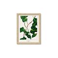 Picture of Nostalgic Green Murgrona Leaves _GroupedProduct_Rectangle_Portrait_Framed_Matted_