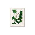 Picture of Nostalgic Green Murgrona Leaves _GroupedProduct_Rectangle_Portrait_Framed_Matted_