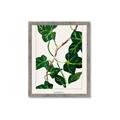 Picture of Nostalgic Green Murgrona Leaves _GroupedProduct_Rectangle_Portrait_Framed_Matted_
