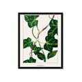 Picture of Nostalgic Green Murgrona Leaves _GroupedProduct_Rectangle_Portrait_Framed_Matted_