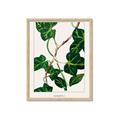 Picture of Nostalgic Green Murgrona Leaves _GroupedProduct_Rectangle_Portrait_Framed_Matted_