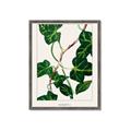 Picture of Nostalgic Green Murgrona Leaves _GroupedProduct_Rectangle_Portrait_Framed_Matted_