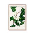 Picture of Nostalgic Green Murgrona Leaves _GroupedProduct_Rectangle_Portrait_Framed_Matted_