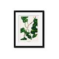 Picture of Nostalgic Green Murgrona Leaves _GroupedProduct_Rectangle_Portrait_Framed_Matted_
