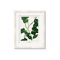 Picture of Nostalgic Green Murgrona Leaves _GroupedProduct_Rectangle_Portrait_Framed_Matted_