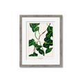 Picture of Nostalgic Green Murgrona Leaves _GroupedProduct_Rectangle_Portrait_Framed_Matted_