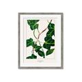 Picture of Nostalgic Green Murgrona Leaves _GroupedProduct_Rectangle_Portrait_Framed_Matted_