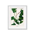 Picture of Nostalgic Green Murgrona Leaves _GroupedProduct_Rectangle_Portrait_Framed_Matted_