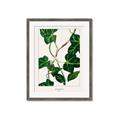 Picture of Nostalgic Green Murgrona Leaves _GroupedProduct_Rectangle_Portrait_Framed_Matted_