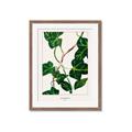 Picture of Nostalgic Green Murgrona Leaves _GroupedProduct_Rectangle_Portrait_Framed_Matted_