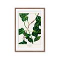 Picture of Nostalgic Green Murgrona Leaves _GroupedProduct_Rectangle_Portrait_Framed_Matted_