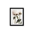 Picture of Romantic Blur Peony IV _GroupedProduct_Rectangle_Portrait_Photography _GroupedProduct_Rectangle_Portrait_Framed_Matted_
