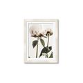 Picture of Romantic Blur Peony IV _GroupedProduct_Rectangle_Portrait_Photography _GroupedProduct_Rectangle_Portrait_Framed_Matted_