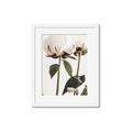 Picture of Romantic Blur Peony IV _GroupedProduct_Rectangle_Portrait_Photography _GroupedProduct_Rectangle_Portrait_Framed_Matted_