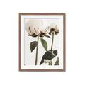 Picture of Romantic Blur Peony IV _GroupedProduct_Rectangle_Portrait_Photography _GroupedProduct_Rectangle_Portrait_Framed_Matted_