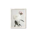 Picture of Romantic Blur Peony III _GroupedProduct_Rectangle_Portrait_Photography _GroupedProduct_Rectangle_Portrait_Framed_Matted_